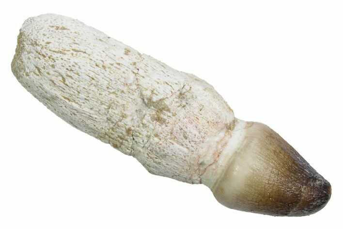 Rooted Crushing Mosasaur (Igdamanosaurus) Tooth - Morocco #353186